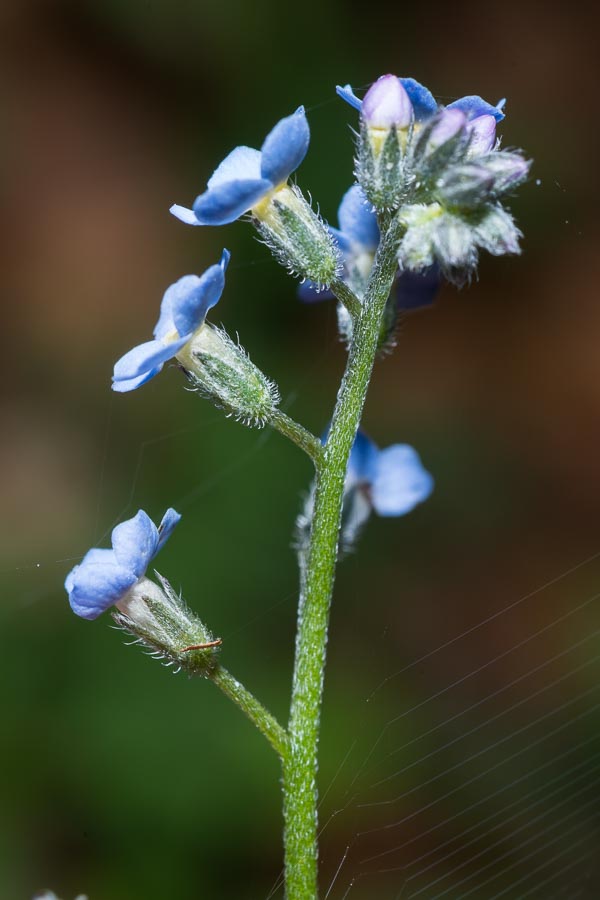 Myosotis decumbens subsp. florentina / Nontiscordardim fiorentino